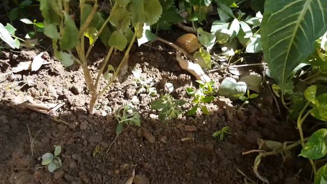 #Stevia #Plants In Multan At SubhanAllah Nursery