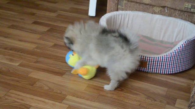 Щенок померанца играет смотреть онлайн