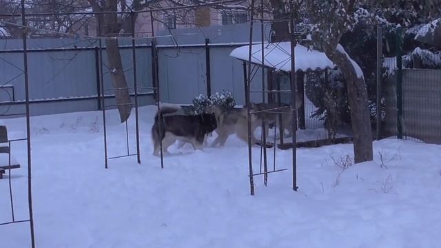 #huskiesterra, #husky, #хаски Щенки Хаски увидели первый снег смотреть онлайн