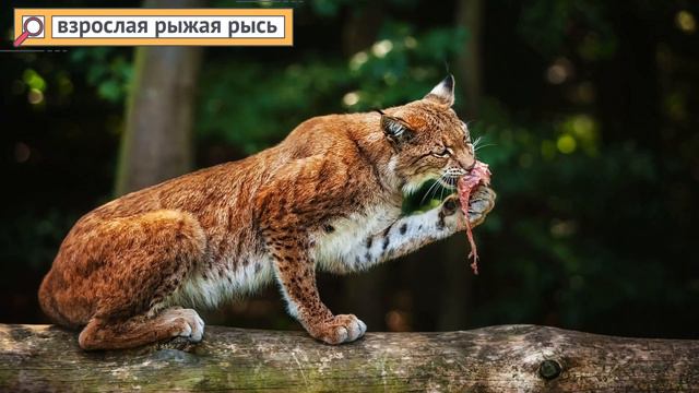 Водитель подобрал котёнка на дороге… Он еще никогда так не ошибался! смотреть онлайн