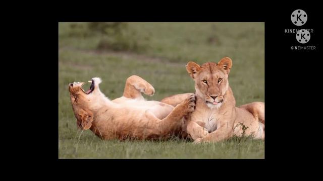 Super Suwer Selfie Song by |Anant Kumar| Lyricist | Anant Kumar| Song: No1#ansunaentertainment смотреть онлайн