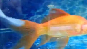 Плавающие рыбки???!