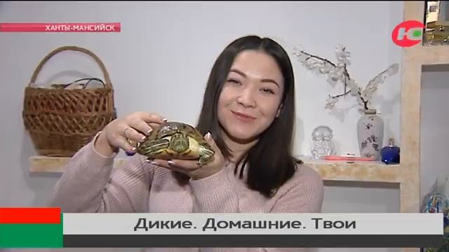 Тарантул и анаконда: отважные югорчане заводят дома опасных животных смотреть онлайн