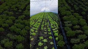 салат Левистро зимой в теплице без отопления