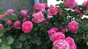 Роза  "Леонардо да Винчи"