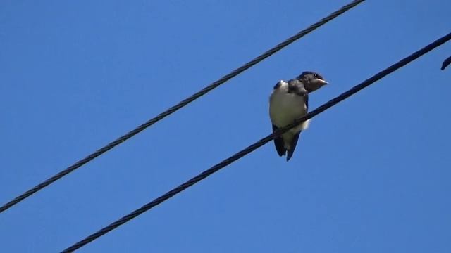 пение ласточки ласточка голос смотреть онлайн
