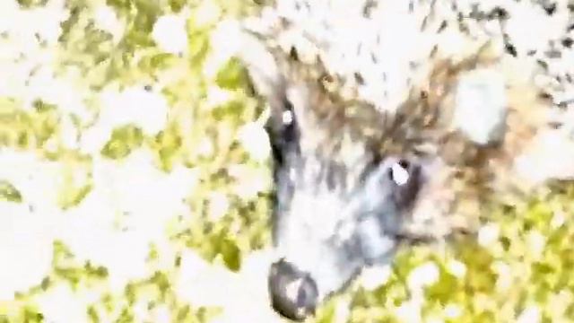 Ёж в ночи смотреть онлайн