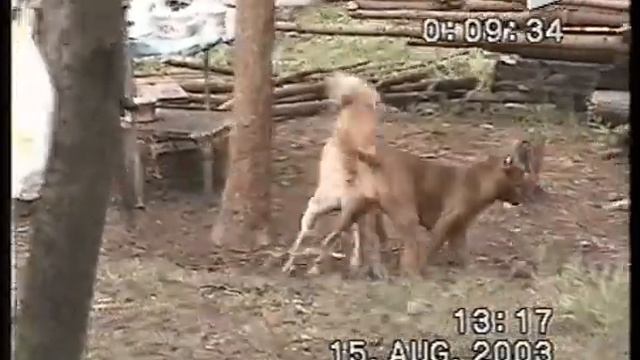 АПБТ. Anaconda's Coyote (Котя) и Anaconda's Kasta . И их мать Anakonda Coyote (Хонда) 2003г. смотреть онлайн