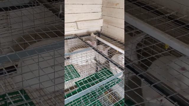 Кролики белый паннон. клетки от канала В гостях у дяди Саши. смотреть онлайн