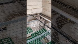 Кролики белый паннон. клетки от канала В гостях у дяди Саши.