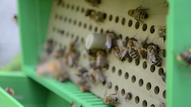 Сбор пыльцы. Пыльцеуловитель для пчел смотреть онлайн