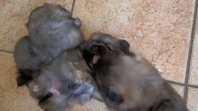 Matches x Java litter 4 weeks смотреть онлайн