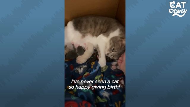 Mama Cat Does The Cutest Thing While She's In Labor | The Dodo Cat Crazy смотреть онлайн