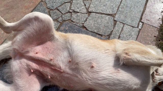 Белка балдеет от ласки. смотреть онлайн