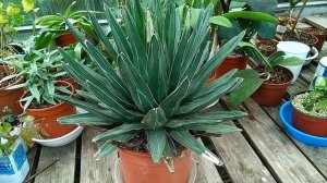 Агава королевы виктории