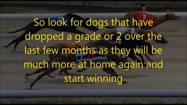 Greyhound Racing Betting Tips #2 смотреть онлайн