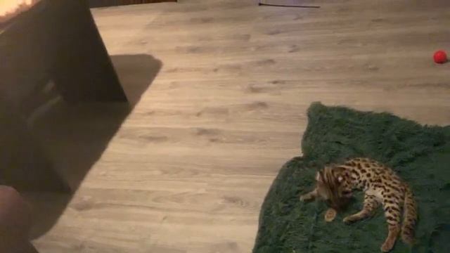 Котобанда в эфире. Азиатские леопардовые кошки. Призы за комментарии. смотреть онлайн