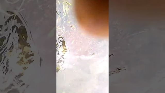 Работа, ремонт кровли, протечка, в воронке вырос куст, спускаем бассейн. смотреть онлайн