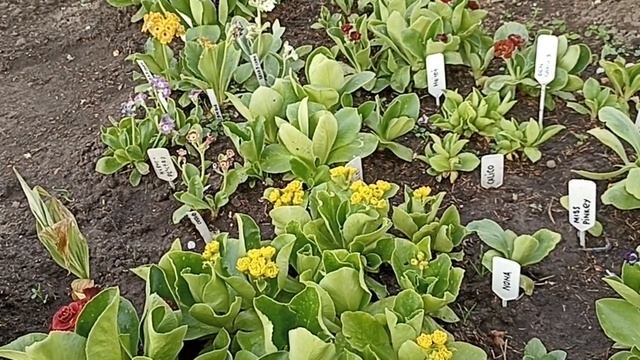 Аурикулы или ушковая примула . Моя коллекция . смотреть онлайн