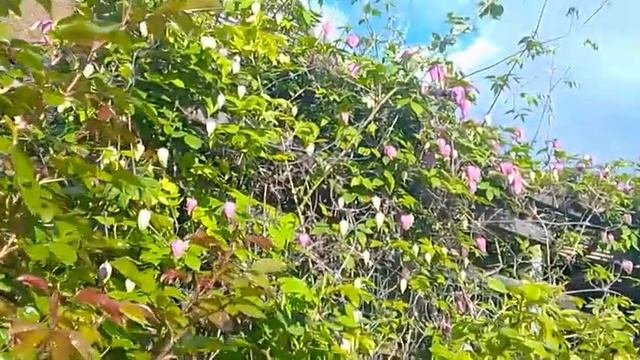 клематис джернси Крим смотреть онлайн