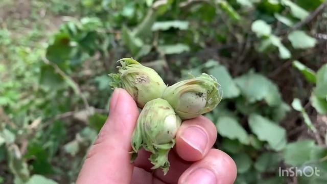 Купили дом на юге—эпичное завершение первой недели? смотреть онлайн