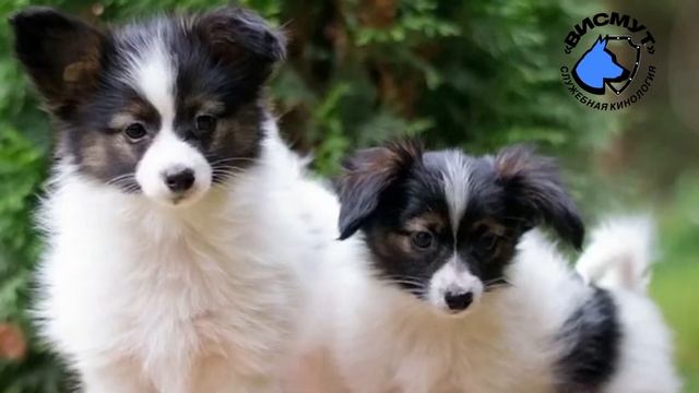 Папильон, Папийон, карликовый спаниель, характеристика породы, история, уход, все о породе смотреть онлайн