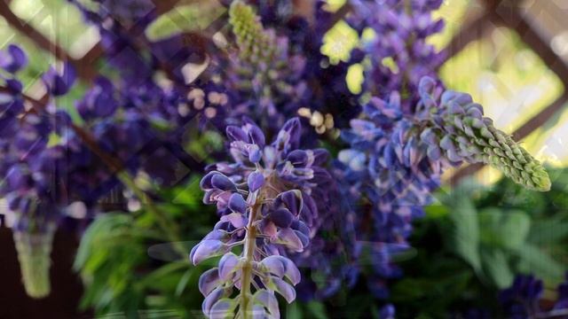 Цветут дикие люпины / Подушки для стульев своими руками из остатков тканей / ОКРОШКА! смотреть онлайн