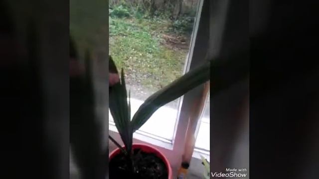 Финик из косточки смотреть онлайн