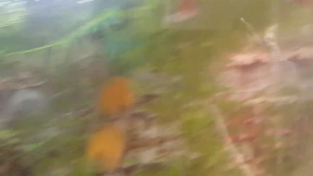 Рыбка Петушок показывает кто здесь хозяин! смотреть онлайн