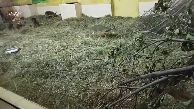 какая красивая со своим семейством маленькие антилопы обыкновенный Дик Дик октября 2021 г. смотреть онлайн