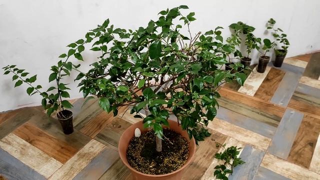 ОБРЕЗКА БУГЕНВИЛЛИИ. Как обрезать бугенвиллию правильно.