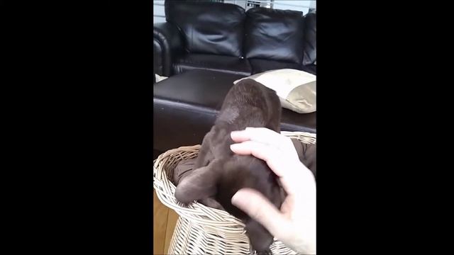 Ppeterbald cat like a dog смотреть онлайн