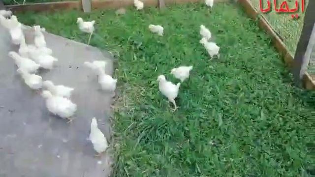 Цыплята, Суточные цыплята породы брама смотреть онлайн