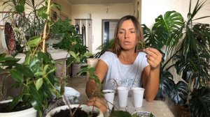 ДИПЛАДЕНИЯ РАЗМНОЖЕНИЕ ЧЕРЕНКАМИ | Мандевилла укоренение черенков