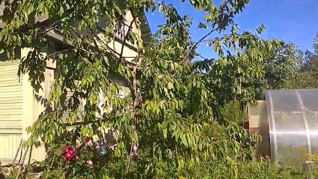 Черешня дерево в Ленинградской области, Ипуть и Ревна