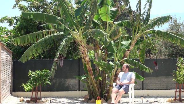 ПОД БАНАНОВЫМ ДЕРЕВОМ смотреть онлайн