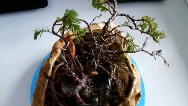 Результат пересадки можжевельника смотреть онлайн