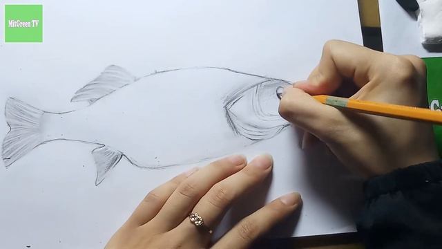 How to Draw a Perch, Pencil Art смотреть онлайн