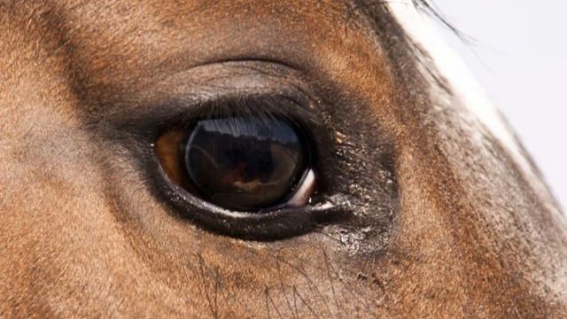 Ходят кони смотреть онлайн