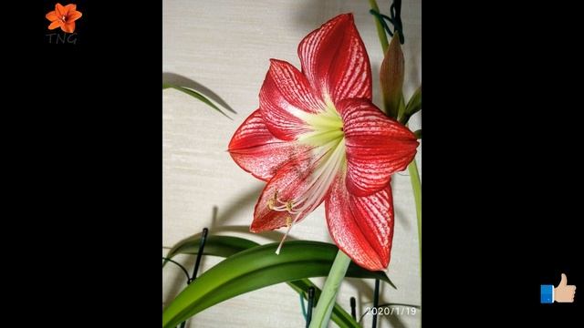 Цвітіння гіппеаструма Flamenco Queen Blossom of hippeastrum Flamenco Queen смотреть онлайн
