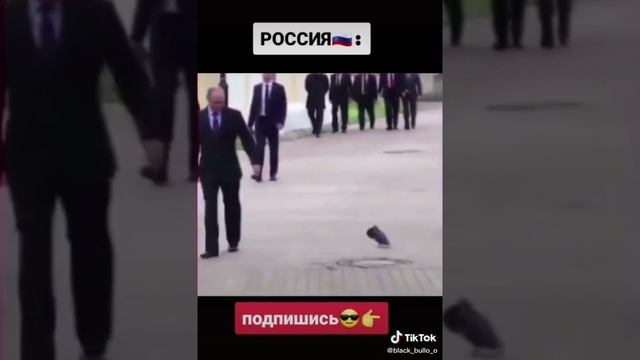 Самые умные животные Россия VS Америка смотреть онлайн