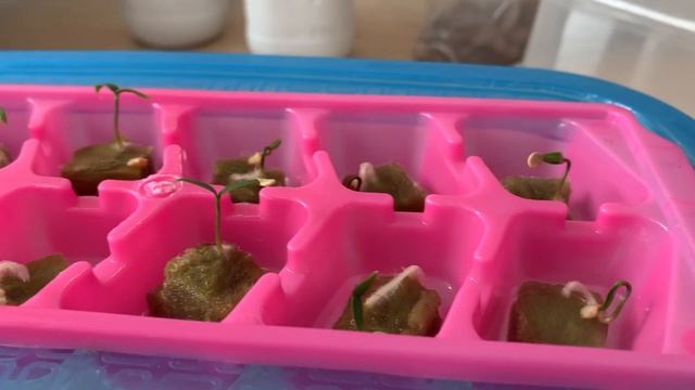 How to Start Seeds for Hydroponics смотреть онлайн