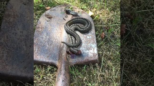 Змей ,Жесть,На даче. смотреть онлайн