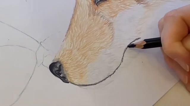 Как нарисовать животных. Рисуем лису. Цветными карандашами . Пошагово.Come dipingere gli animali. смотреть онлайн