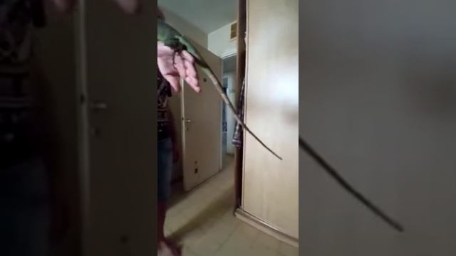 Зелёная игуана Безумного Зоолога | Игуана стала почти ручной смотреть онлайн