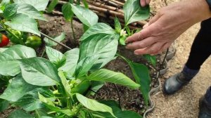 Отзыв о перце сорта "Гномик". Формирование перца в теплице.