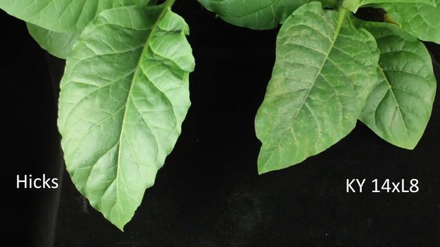 Tobacco Mosaic Virus Hypersensitive Response смотреть онлайн