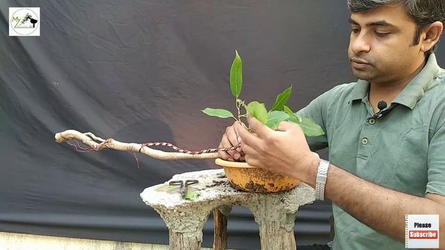 Ficus update & Styling смотреть онлайн