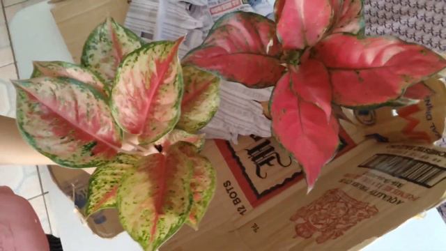 UNBOXING NEWLY ACQUIRED RARE AGLAONEMA// 24 KARAT, SUPER RED AND BLACK MOONLIGHT AGLAONEMA смотреть онлайн