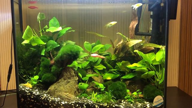 Анубиасы смотреть онлайн